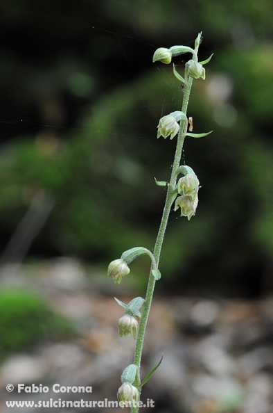 Primavera sulcitana